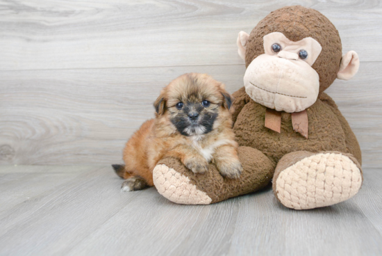 Best Shih Pom Baby