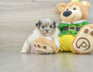 7 week old Shih Pom Puppy For Sale - Premier Pups