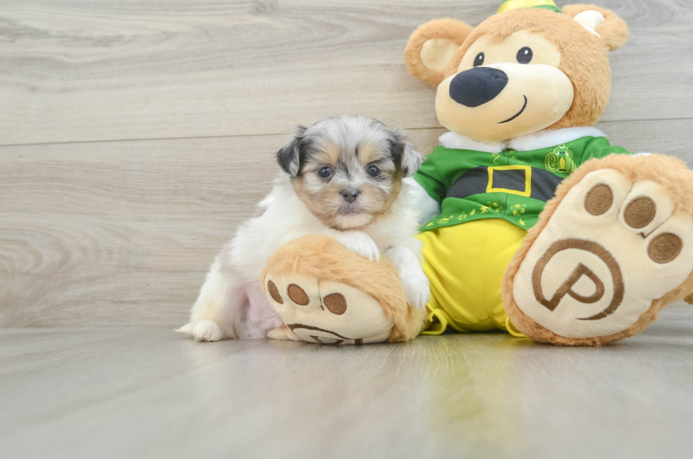 5 week old Shih Pom Puppy For Sale - Premier Pups