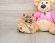 6 week old Shih Pom Puppy For Sale - Premier Pups