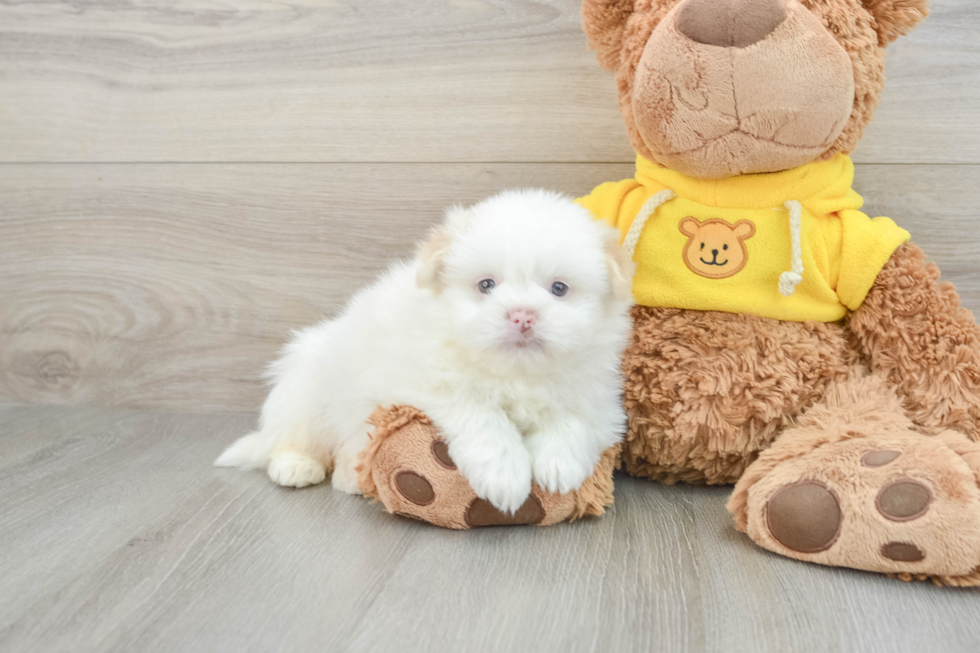 Shih Pom Pup Being Cute