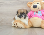 8 week old Shih Pom Puppy For Sale - Premier Pups