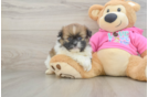 Small Shih Pom Baby