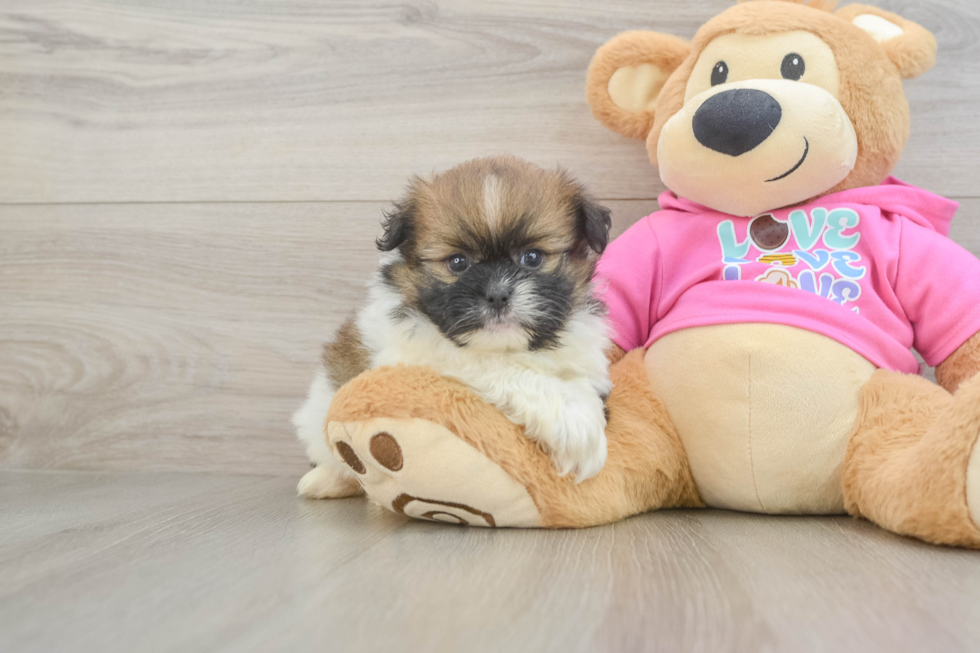 Small Shih Pom Baby