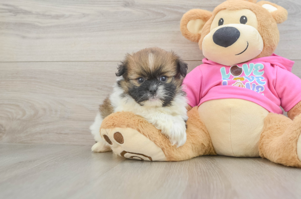 5 week old Shih Pom Puppy For Sale - Premier Pups