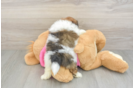 Playful Shiranian Designer Puppy