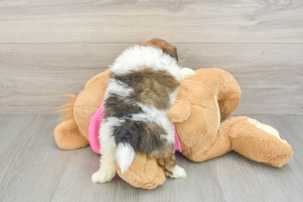 Playful Shiranian Designer Puppy