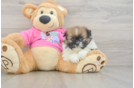 Adorable Pomatzu Designer Puppy