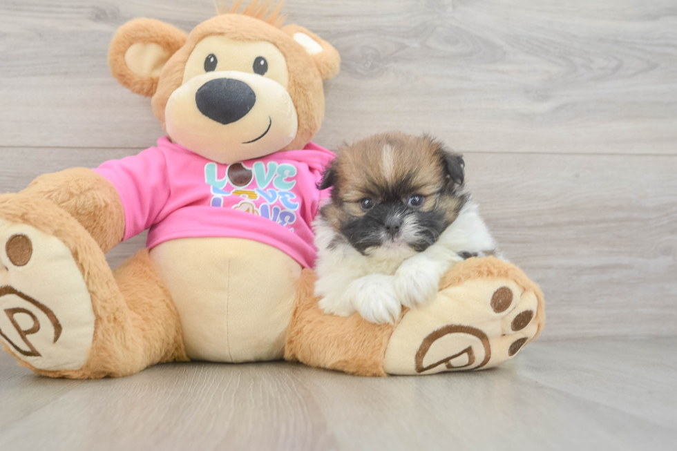Adorable Pomatzu Designer Puppy