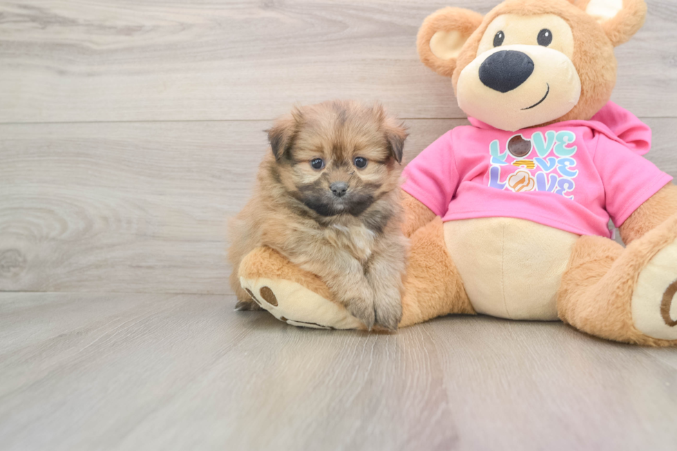 Shih Pom Pup Being Cute