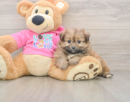 5 week old Shih Pom Puppy For Sale - Premier Pups