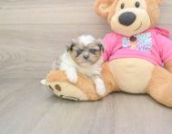 5 week old Shih Pom Puppy For Sale - Premier Pups