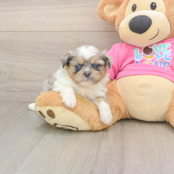 Best Shih Pom Baby