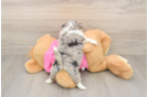 Fluffy Shih Pom Designer Pup
