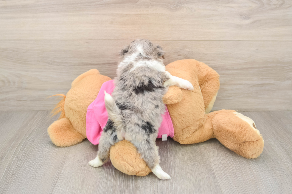 Fluffy Shih Pom Designer Pup