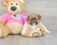 6 week old Shih Pom Puppy For Sale - Premier Pups