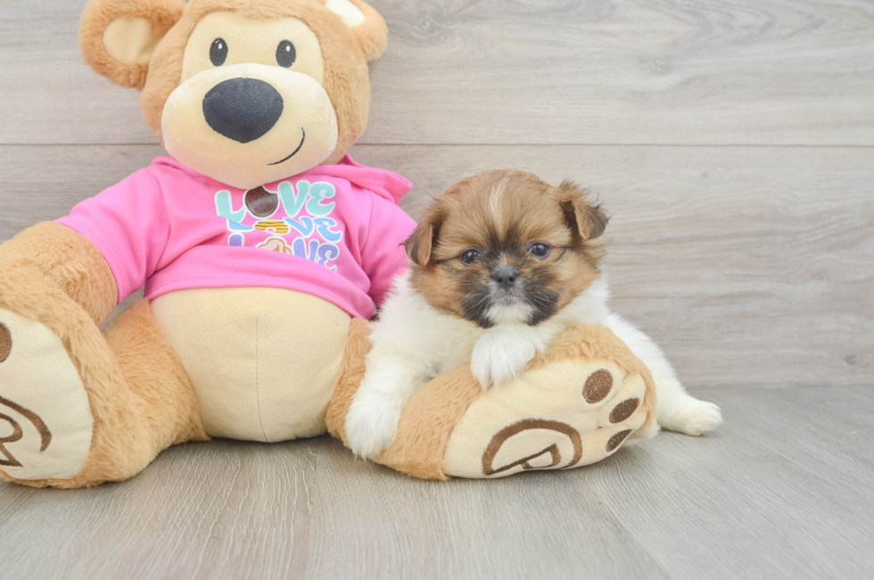5 week old Shih Pom Puppy For Sale - Premier Pups