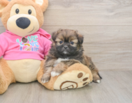 5 week old Shih Pom Puppy For Sale - Premier Pups