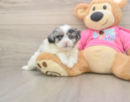 5 week old Shih Pom Puppy For Sale - Premier Pups