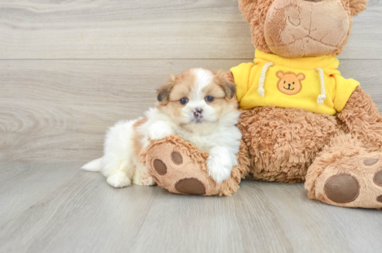 Hypoallergenic Pom Tzu Designer Puppy