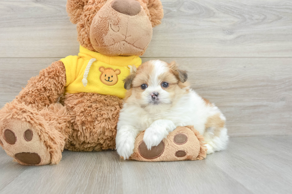 Shih Pom Puppy for Adoption