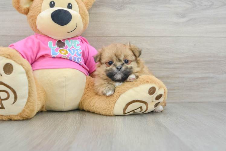 Shih Pom Puppy for Adoption