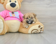 7 week old Shih Pom Puppy For Sale - Premier Pups