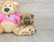 8 week old Shih Pom Puppy For Sale - Premier Pups