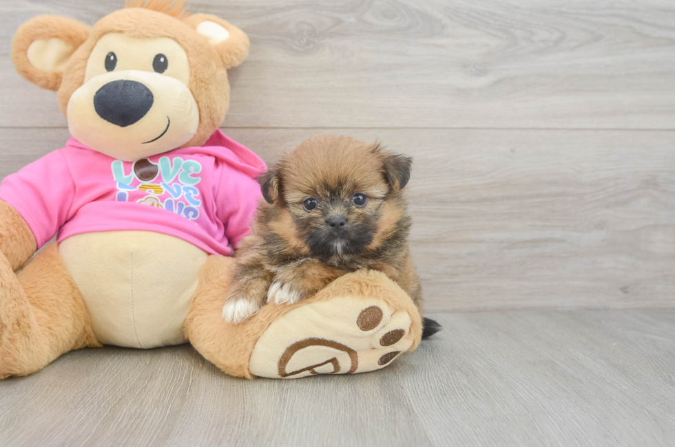 5 week old Shih Pom Puppy For Sale - Premier Pups