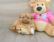 7 week old Shih Pom Puppy For Sale - Premier Pups