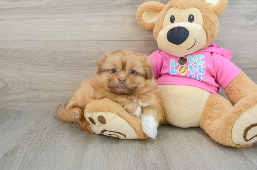 6 week old Shih Pom Puppy For Sale - Premier Pups