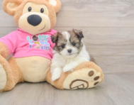 6 week old Shih Pom Puppy For Sale - Premier Pups