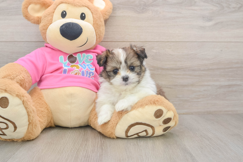Smart Shih Pom Designer Pup