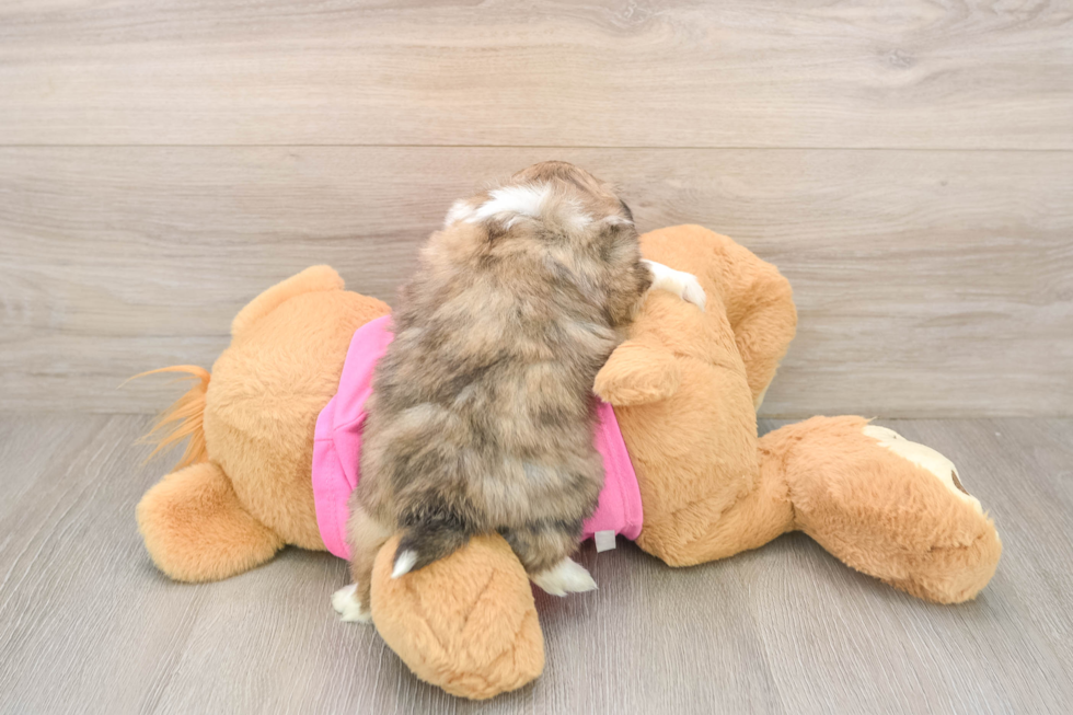 Popular Shih Pom Designer Pup