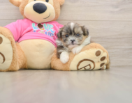 5 week old Shih Pom Puppy For Sale - Premier Pups