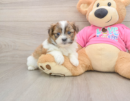 5 week old Shih Pom Puppy For Sale - Premier Pups