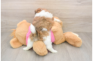 Popular Shih Pom Designer Pup