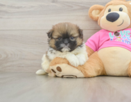 7 week old Shih Pom Puppy For Sale - Premier Pups