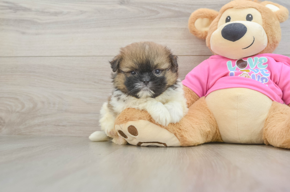 5 week old Shih Pom Puppy For Sale - Premier Pups