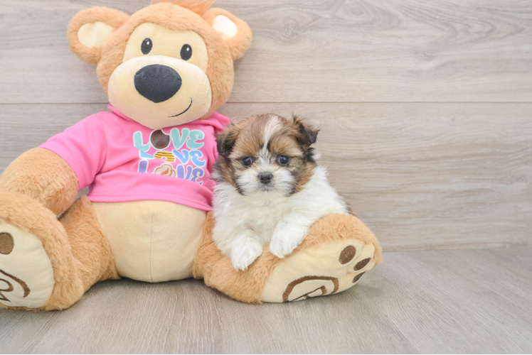 Petite Shih Pom Designer Pup