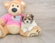 5 week old Shih Pom Puppy For Sale - Premier Pups