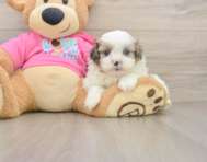 5 week old Shih Pom Puppy For Sale - Premier Pups