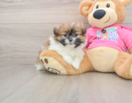 5 week old Shih Pom Puppy For Sale - Premier Pups