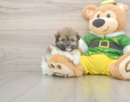 5 week old Shih Pom Puppy For Sale - Premier Pups