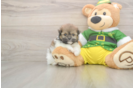 Petite Shih Pom Designer Pup