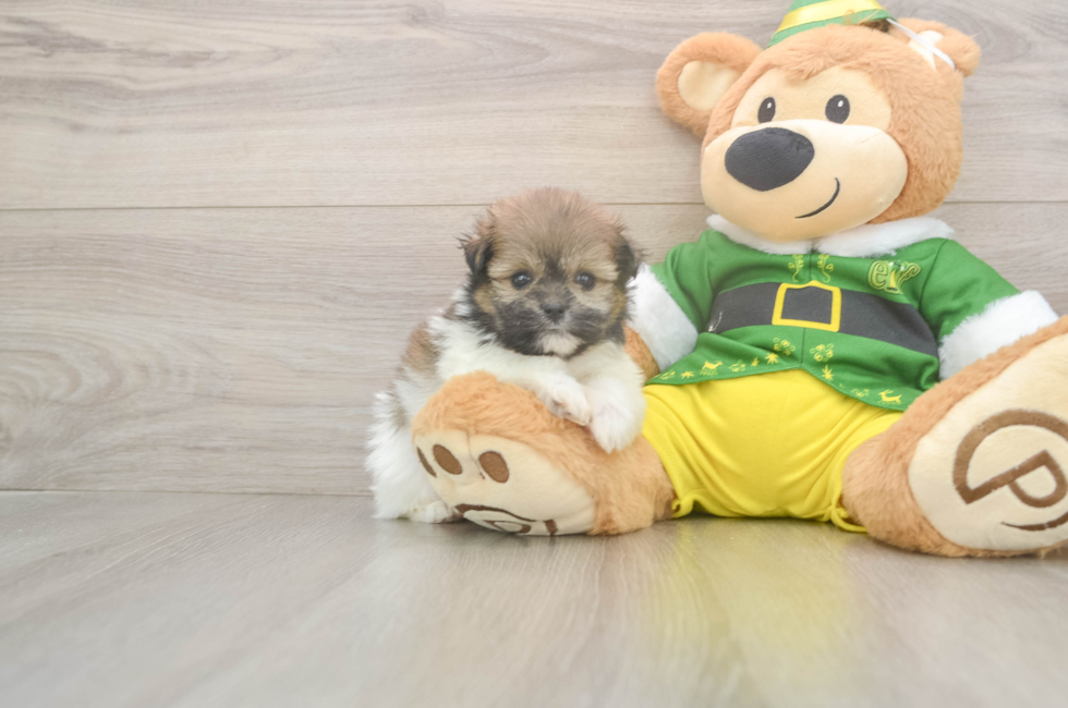 5 week old Shih Pom Puppy For Sale - Premier Pups