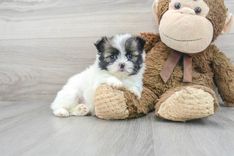 Friendly Shih Pom Baby