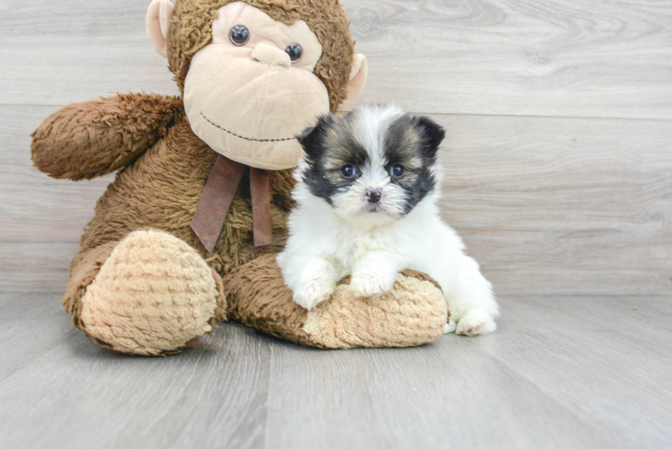 Shih Pom Puppy for Adoption