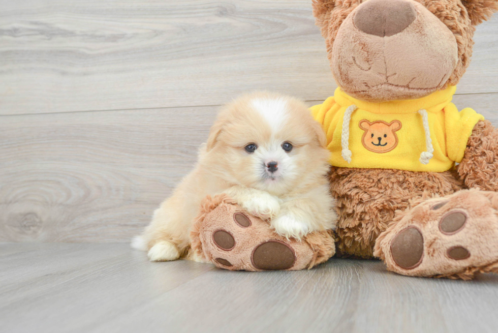 Shih Pom Puppy for Adoption