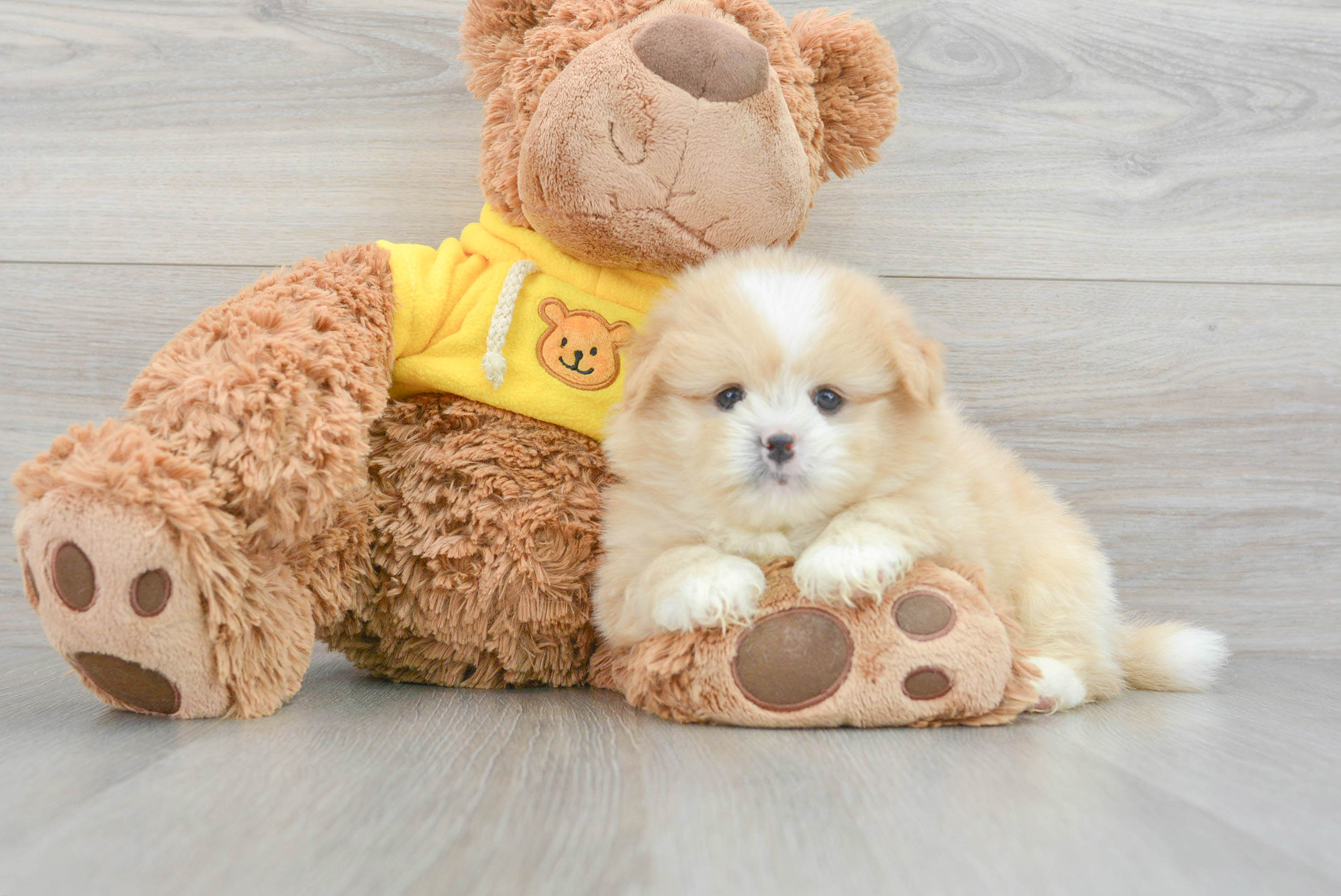 Smart Shih Pom Designer Pup